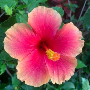 Meet your Posher, Sienna